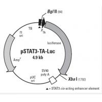 pSTAT3-TA-Luc