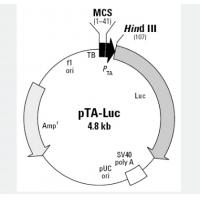 pTA-Luc