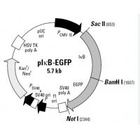 pIκB-EGFP