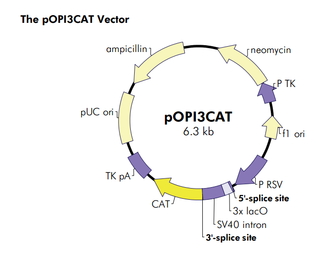 pOPI3CAT