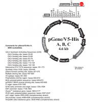 pGene/V5-His B