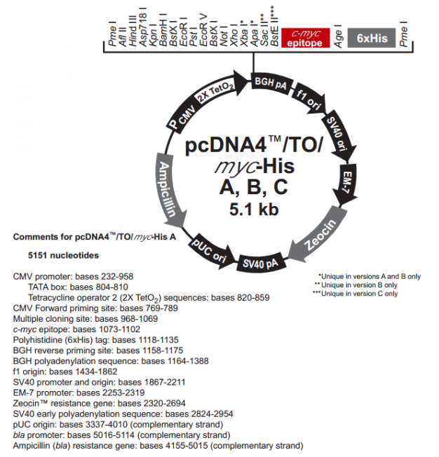 pcDNA4/TO/Myc-His A