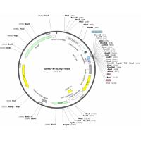 pcDNA4/TO/Myc-His A