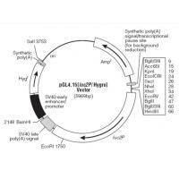 pGL4.15[luc2P/Hygro] 载体
