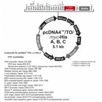 pcDNA4/TO/Myc-His C