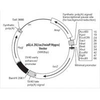 pGL4.26[luc2/minP/Hygro] 载体