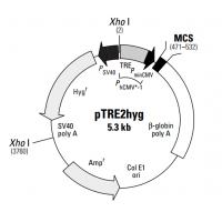 pTRE2hyg