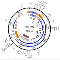 HDM-PM2