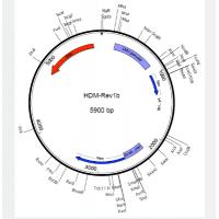 HDM-Rev1b