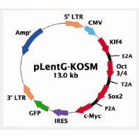 pLentG-KOSM