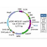 pCDF1-MCS2-EF1-copGFP