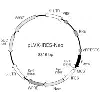 pLVX-IRES neo M