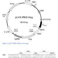 pLVX-IRES hygro M