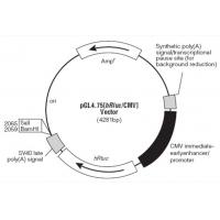 pGL4.75[hRluc/CMV] 载体