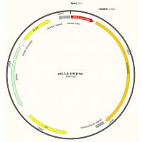 pGL3.0-IFN β-luc