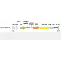 Lenti-CRISPR library