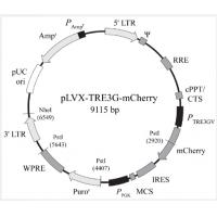 pLVX-TRE3G-mCherry