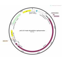 pAC152-dual-dCas9VP64-sgExpression