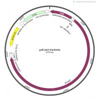 pdcas9-bacterial