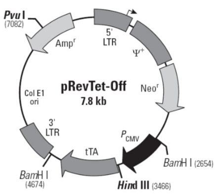 pRevTet-Off