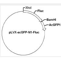 pLVX-acGFP-N1-Fluc