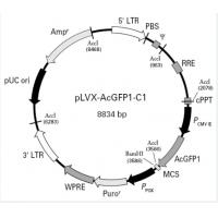 pLVX-AcGFP1-C1