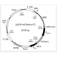 pLVX-mCherry-C1