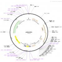 pCDH-MSCV-MCS-EF1-CopGFP-T2A-puro