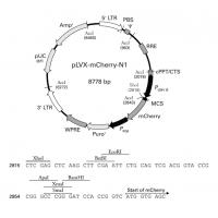 pLVX-mCherry-N1