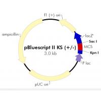 pBluescript II KS+