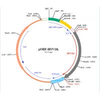 pORF-HSV1tk