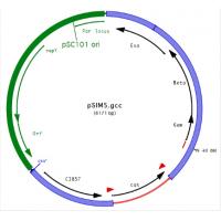 pSIM5