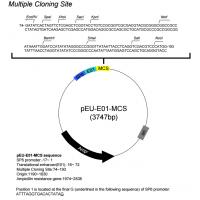 pEU-E01-MCS