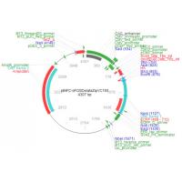 pBiFC-bFosdeltaZIPVC155