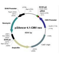 pSilencer 4.1-CMV neo