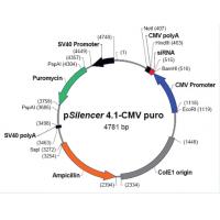 pSilencer 4.1-CMV puro