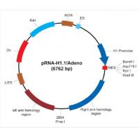 pRNA-H1.1/Adeno