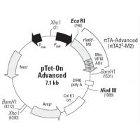 pTet on advanced