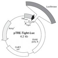 pTRE-Tight-Luc