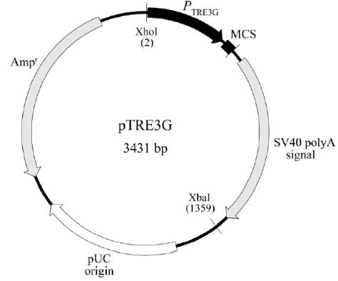 pTRE3G