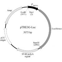 pTRE3G-Luc