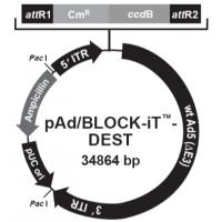 pAd/BLOCK-iT-DEST RNAi Gateway Vector