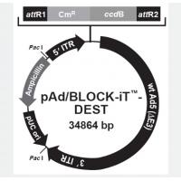 pAd/BLOCK-iT-DEST RNAi Gateway Vector