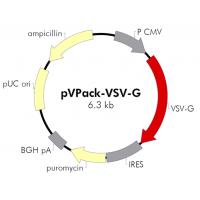 pVpack-VSV-G