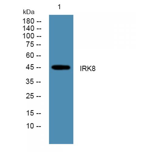 IRK8 Polyclonal Antibody