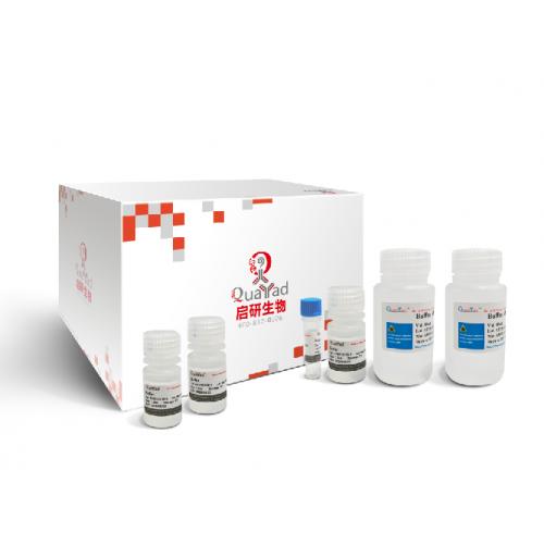 无内毒素质粒大提试剂盒 EndoFree Maxi Plasmid Kit