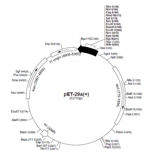 pET-29a（+）