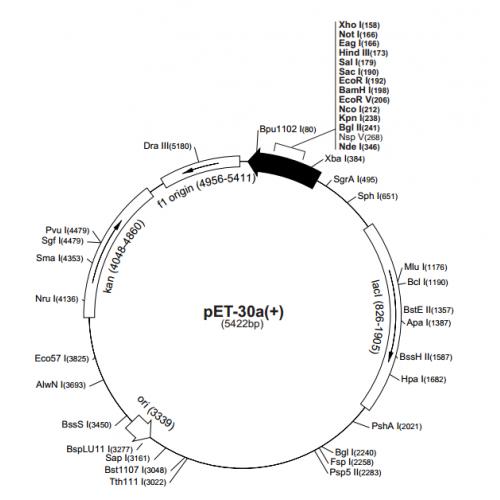 pET-30a（+）