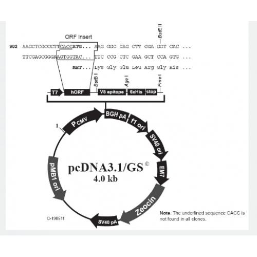 pcDNA3.1/GS