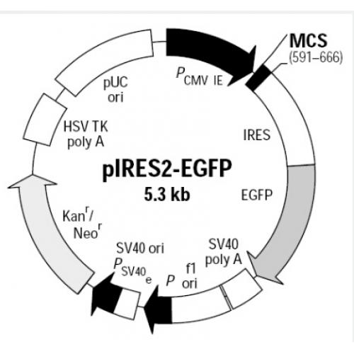 pIRES2-EGFP